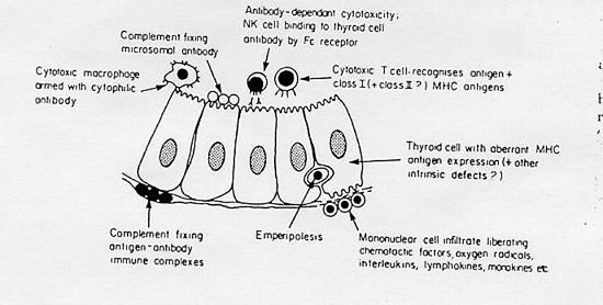 Thyroid Cell Diagram